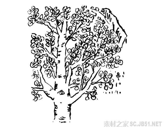 植物 白杨树3简笔画