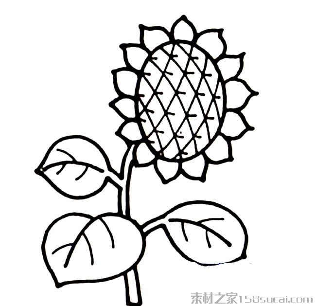 植物手绘向日葵2简笔画