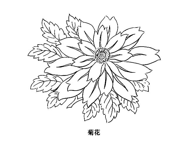 菊花美丽的菊花简笔画