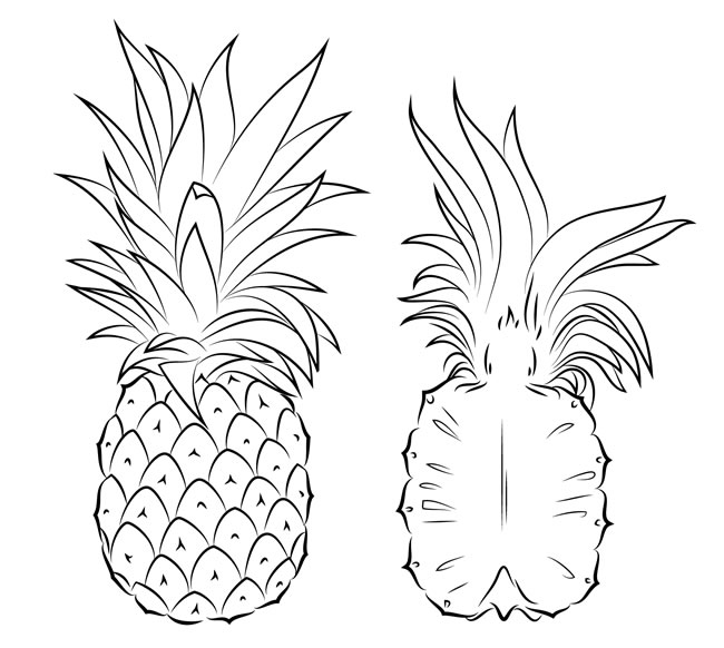 5款菠萝 各种菠萝的简笔画