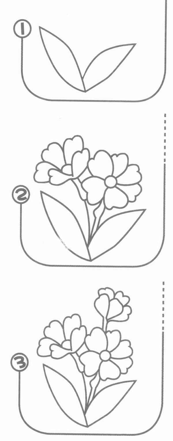 报春花报春花图解教程简笔画