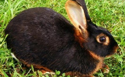 美国黄褐色家兔是什么品种的兔子