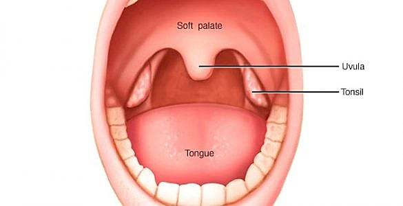 什么是小舌？