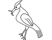 啄木鸟才漂亮简笔画怎么画步骤教程