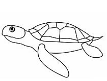 海龟 海龟画法图解简笔画怎么画步骤教程