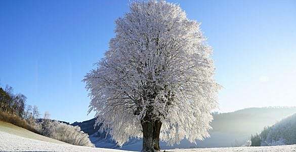 不同的树过冬方法相同吗？