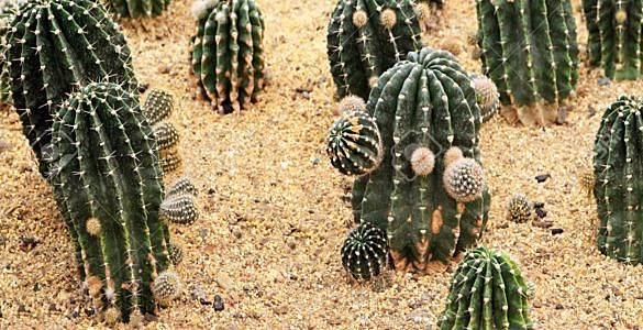为什么仙人掌能在干旱炎热的沙漠中生存？