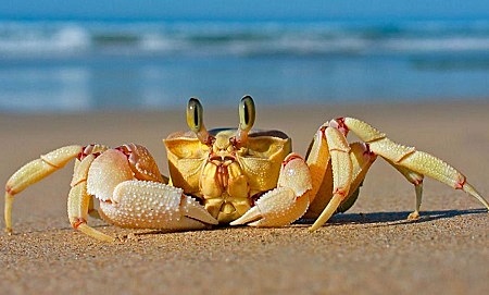 死螃蟹能吃吗？螃蟹：看我死多久了！你流口水的样子是认真的吗？
