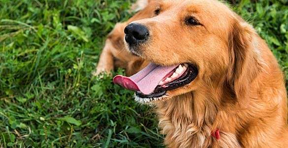 为什么狗在热天爱伸出舌头？
