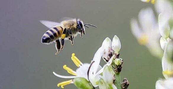 为什么蜜蜂蜇人后自己也会死掉？