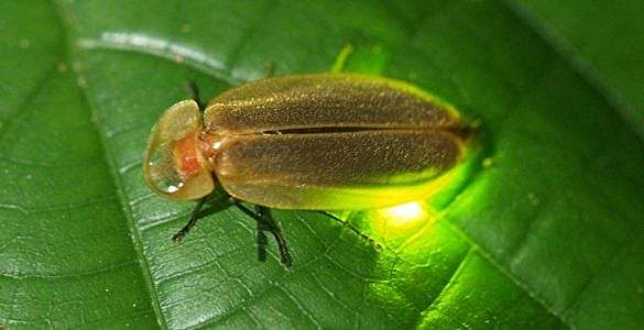 萤火虫为什么会一闪一闪的发光？