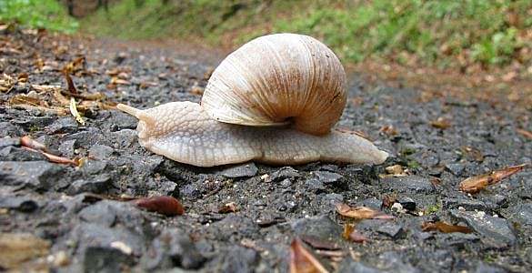 为什么蜗牛爬行时会留下“足迹”？