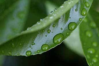 植物体内天然“催化剂”让二氧化碳变身高附加值化学品