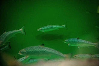 鱼脸识别来了：可追踪鲑鱼健康状况 降低养殖损失