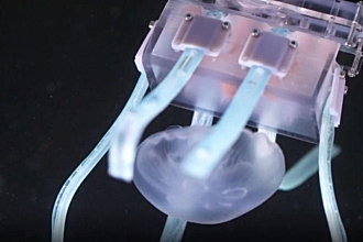 科学家研发出超软机器人抓手 可用于安全捕获水母