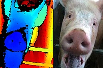 怎么知道猪过得开不开心？给它们用上猪脸识别就好了