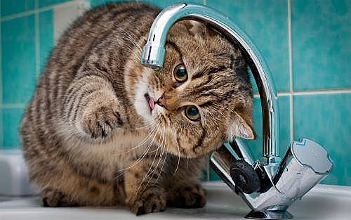 养猫指南，教你如何让猫咪正确的饮水