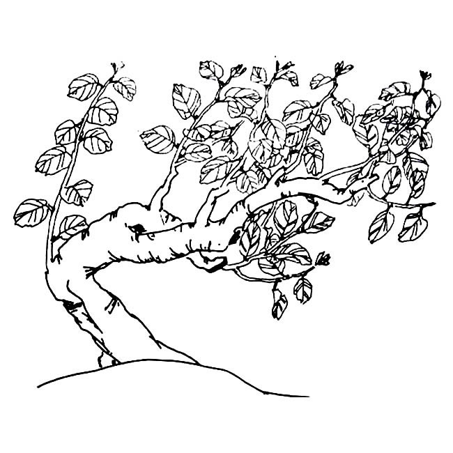 桂花树 简笔画图片