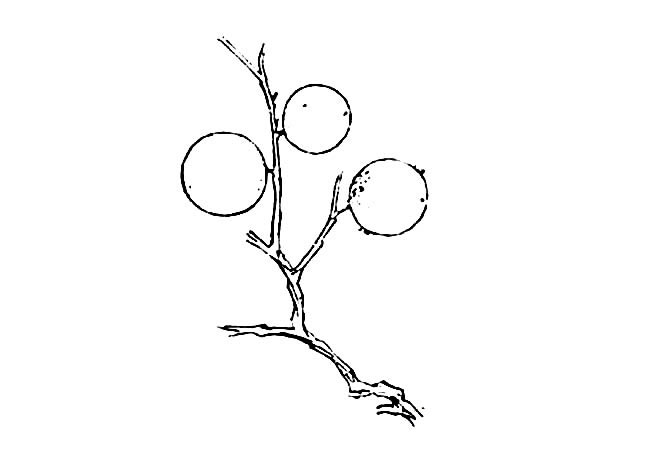 桂圆树枝上的桂圆简笔画