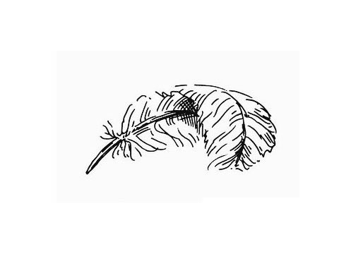 少儿画简单的羽毛的简笔画画法,适合少儿画画的羽毛的简笔画优秀作品