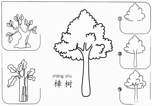 樟樹樟樹簡單畫香樟樹圖簡筆畫