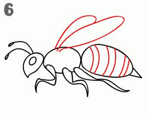 长腹蜂怎么画图片