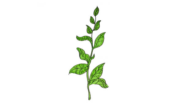 茶树简笔画画法图片