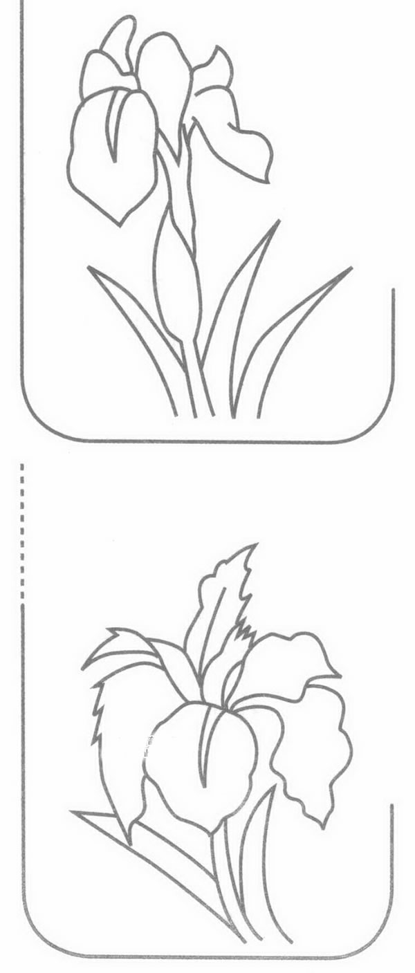 菖蒲簡筆畫步驟圖解教程菖蒲簡筆畫圖片