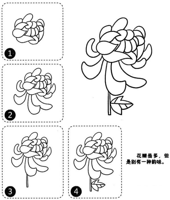 菊花菊花的畫法教程簡筆畫