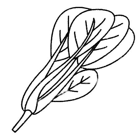 菠菜及画法图解简笔画