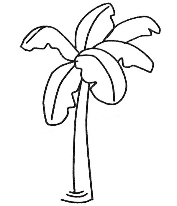 芭蕉树儿童简笔画图片
