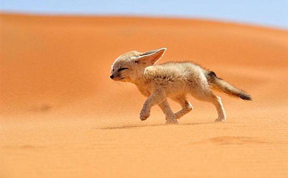 沙漠狐狸：世界上最小的狐狸