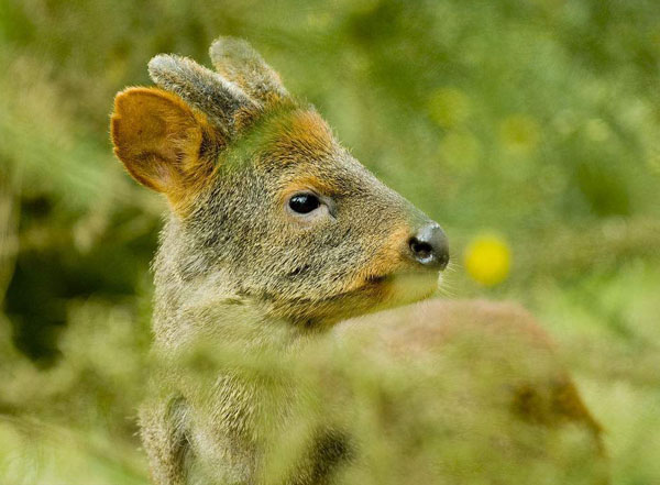普度鹿：世界上最小的鹿