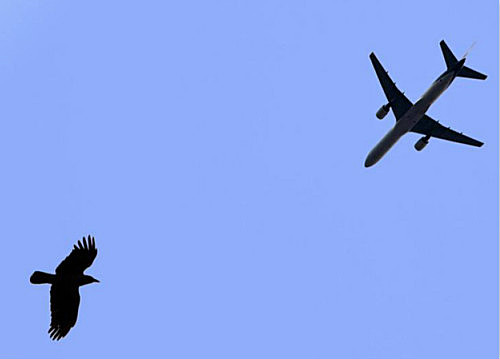 飞机为何会害怕小鸟