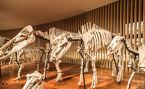 为什么能在地球上找到恐龙的骨骼