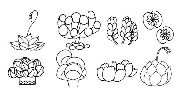 多肉植物及簡筆畫