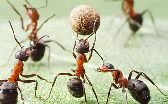 蚂蚁为什么不会迷路