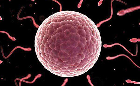 精子是人体最小的细胞 只有不到3微米