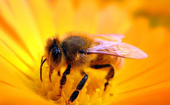 蜜蜂是怎么会把花蜜转化成蜂蜜的