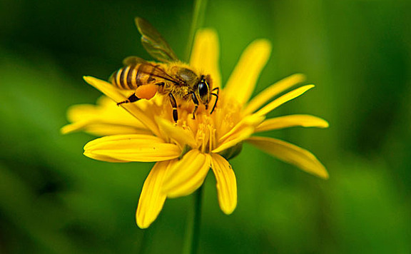 蜜蜂蜇人后为什么会死去