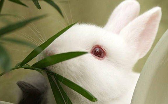 白兔的眼睛为什么是红色的
