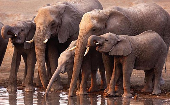 大象用鼻子吸水为什么不会被呛到