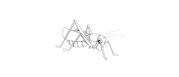 蝗虫简单画法及简笔画