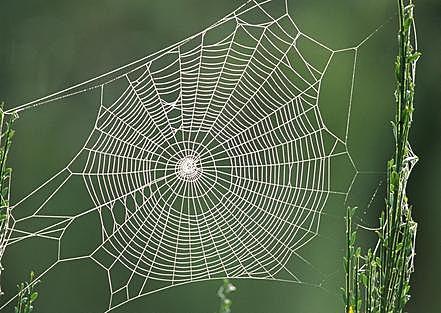 蜘蛛是如何织网的