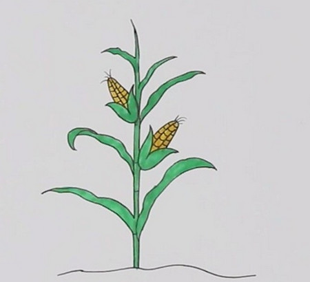 玉米地简笔画 画法图片