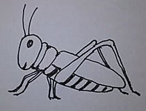 蝗虫的画法 蝗虫简笔画
