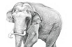 简单五步学画大象素描画步骤图片教程
