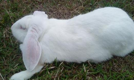 公羊兔白色品种图片
