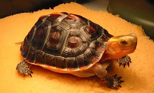宠物乌龟常见疾病的治疗方法