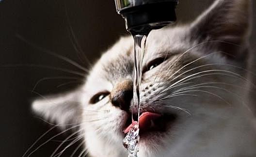 宠物猫咪不喜欢喝水不一定是病